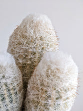 Load image into Gallery viewer, Old Man Cactus & Pot