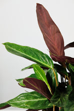 Load image into Gallery viewer, Stromanthe Magicstar