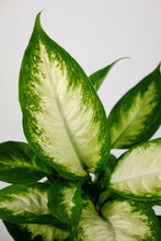 Load image into Gallery viewer, Dieffenbachia ‘Camilla’ | Dumb Cane