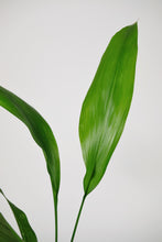 Load image into Gallery viewer, Large Aspidistra Elatior | The Cast Iron Plant Large