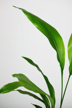 Load image into Gallery viewer, Large Aspidistra Elatior | The Cast Iron Plant Large