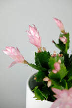 Load image into Gallery viewer, Schlumbergera | Christmas Cactus