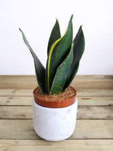 Load image into Gallery viewer, Mystery Sansevieria 'Cobra' | Snake Plant