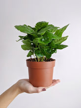Load image into Gallery viewer, Coffee Arabica | Coffee Plant