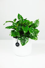 Load image into Gallery viewer, Coffee Arabica | Coffee Plant