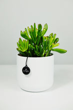 Load image into Gallery viewer, Crassula Ovata 'Hobbit' | Crassula Hobbit