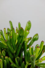 Load image into Gallery viewer, Crassula Ovata 'Hobbit' | Crassula Hobbit
