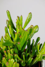 Load image into Gallery viewer, Crassula Ovata 'Hobbit' | Crassula Hobbit