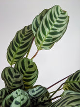 Load image into Gallery viewer, Ctenanthe Burle-Marxii | Fishbone Prayer Plant