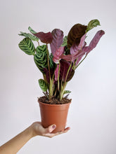 Load image into Gallery viewer, Ctenanthe Burle-Marxii | Fishbone Prayer Plant