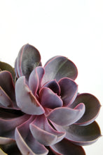 Load image into Gallery viewer, Echeveria 'Purple Pearl'