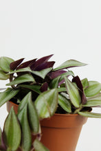 Load image into Gallery viewer, Tradescantia Fluminensis | Inch Plant
