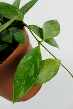Load image into Gallery viewer, Hoya Carnosa | Wax Plant