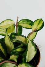 Load image into Gallery viewer, Hoya Carnosa Tricolour | Wax Plant