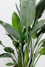 Load image into Gallery viewer, Strelitzia Reginae | Bird of Paradise