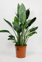 Load image into Gallery viewer, Strelitzia Reginae | Bird of Paradise