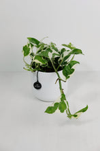 Load image into Gallery viewer, Epipremnum aureum ‘ N-Joy' | Pothos N'Joy