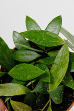 Load image into Gallery viewer, Hoya Carnosa | Wax Plant