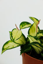 Load image into Gallery viewer, Hoya Carnosa Tricolour | Wax Plant