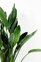 Load image into Gallery viewer, Strelitzia Reginae | Bird of Paradise