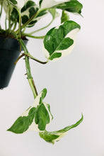 Load image into Gallery viewer, Large Trailing Epipremnum aureum ‘ N-Joy' | Large Trailing Pothos N'Joy