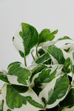 Load image into Gallery viewer, Large Trailing Epipremnum aureum ‘ N-Joy' | Large Trailing Pothos N'Joy