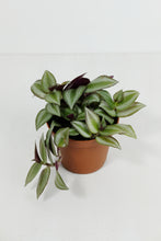 Load image into Gallery viewer, Tradescantia Fluminensis | Inch Plant