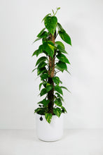 Load image into Gallery viewer, Epipremnum Aureum on Moss Pole | Pothos on Moss Pole