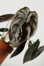 Load image into Gallery viewer, Alocasia Cuprea | Alocasia Red Secret