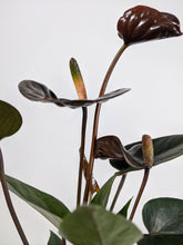 Load image into Gallery viewer, Mini Anthurium Black Love | Flamingo Plant Black