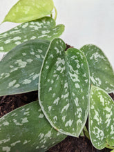 Load image into Gallery viewer, Scindapsus Pictus “Argyraeus’ | Satin Pothos