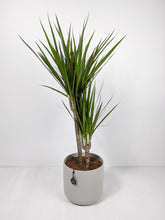 Load image into Gallery viewer, Draceana Marginata | Dragon Tree