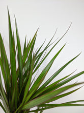 Load image into Gallery viewer, Draceana Marginata | Dragon Tree
