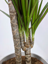 Load image into Gallery viewer, Draceana Marginata | Dragon Tree