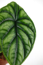 Load image into Gallery viewer, Alocasia 'Baginda' | Alocasia Dragon Scale