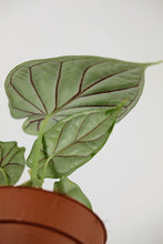 Load image into Gallery viewer, Alocasia 'Baginda' | Alocasia Dragon Scale