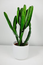 Load image into Gallery viewer, Large Euphorbia Trigona | African Milk Tree Large