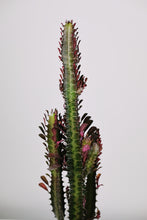 Load image into Gallery viewer, Large Euphorbia Trigona Rubra | African Milk Tree Red Large