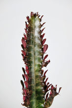 Load image into Gallery viewer, Large Euphorbia Trigona Rubra | African Milk Tree Red Large