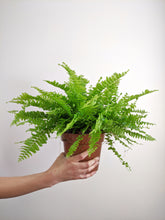 Load image into Gallery viewer, The Trailing Plant Bundle