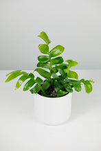 Load image into Gallery viewer, Selenicereus Chrysocardium | Fern Leaf Cactus