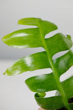 Load image into Gallery viewer, Selenicereus Chrysocardium | Fern Leaf Cactus