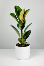 Load image into Gallery viewer, Ficus Elastica Robusta | Rubber Tree