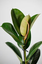 Load image into Gallery viewer, Ficus Elastica Robusta | Rubber Tree