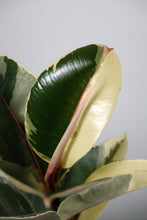 Load image into Gallery viewer, Ficus Elastica Tineke | Rubber Tree Tineke