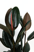 Load image into Gallery viewer, Ficus Elastica Abidjan Large | Large Rubber Tree Abidjan