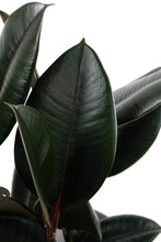 Load image into Gallery viewer, Ficus Elastica Abidjan Large | Large Rubber Tree Abidjan