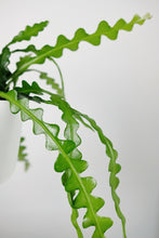 Load image into Gallery viewer, Epiphyllum Anguliga | Fishbone Cactus
