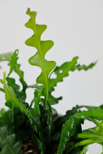 Load image into Gallery viewer, Epiphyllum Anguliga | Fishbone Cactus