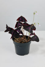 Load image into Gallery viewer, Oxalis Triangularis | Purple Shamrock